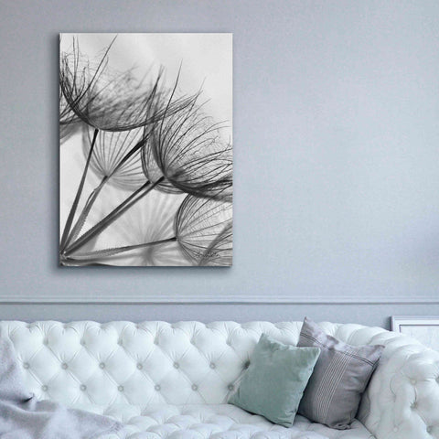Image of 'Goatsbeard II' by Lori Deiter, Canvas Wall Art,40 x 54