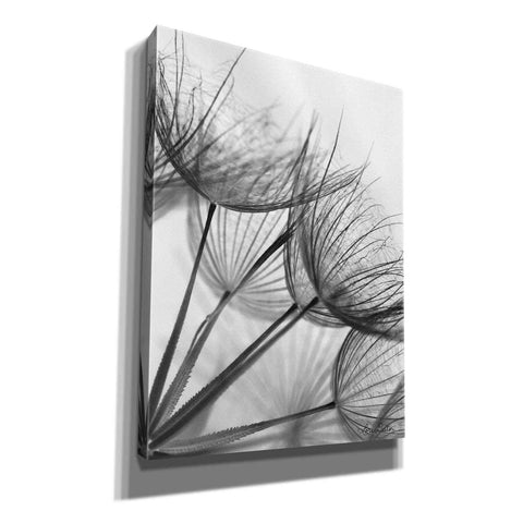 Image of 'Goatsbeard II' by Lori Deiter, Canvas Wall Art