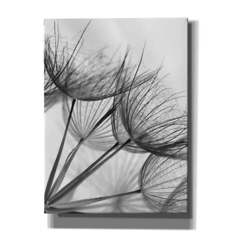 Image of 'Goatsbeard II' by Lori Deiter, Canvas Wall Art