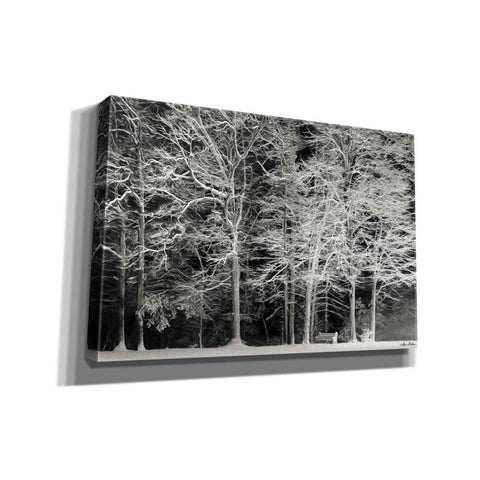 Image of 'Snowy Trees' by Lori Deiter, Canvas Wall Art