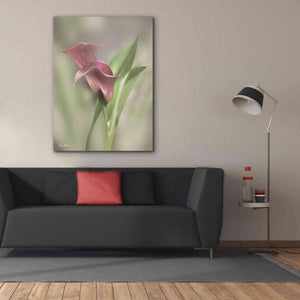 'Pink Calla Lily' by Lori Deiter, Canvas Wall Art,40 x 54