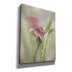 'Pink Calla Lily' by Lori Deiter, Canvas Wall Art