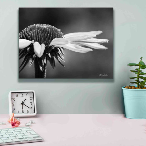 Image of 'Coneflower' by Lori Deiter, Canvas Wall Art,16 x 12