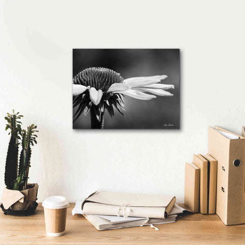 Image of 'Coneflower' by Lori Deiter, Canvas Wall Art,16 x 12