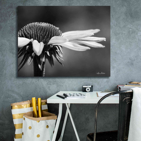 Image of 'Coneflower' by Lori Deiter, Canvas Wall Art,34 x 26