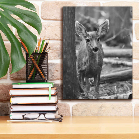 Image of 'Rocky Mountains Deer' by Lori Deiter, Canvas Wall Art,12 x 16
