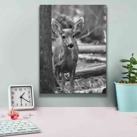 Image of 'Rocky Mountains Deer' by Lori Deiter, Canvas Wall Art,12 x 16