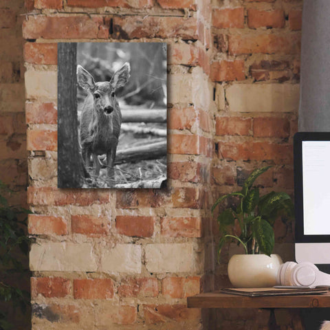 Image of 'Rocky Mountains Deer' by Lori Deiter, Canvas Wall Art,12 x 16