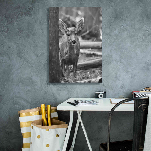 Image of 'Rocky Mountains Deer' by Lori Deiter, Canvas Wall Art,18 x 26