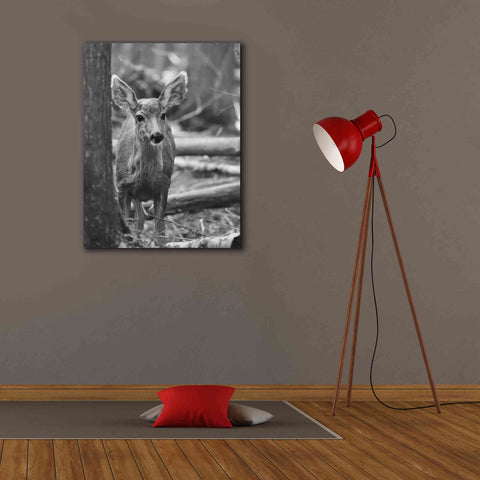 Image of 'Rocky Mountains Deer' by Lori Deiter, Canvas Wall Art,26 x 34