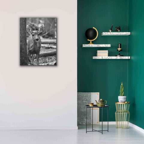 Image of 'Rocky Mountains Deer' by Lori Deiter, Canvas Wall Art,26 x 34