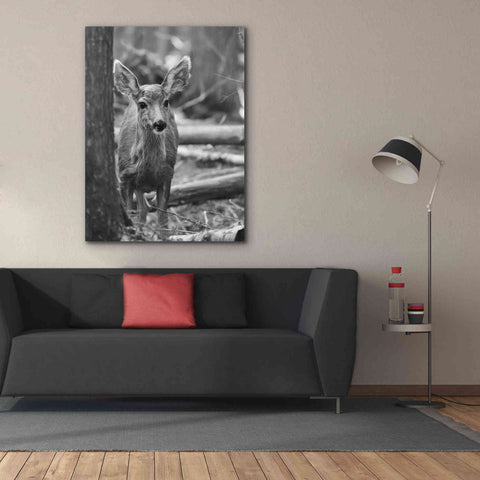 Image of 'Rocky Mountains Deer' by Lori Deiter, Canvas Wall Art,40 x 54