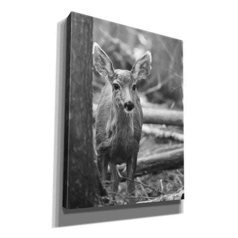 Image of 'Rocky Mountains Deer' by Lori Deiter, Canvas Wall Art