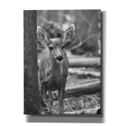 Image of 'Rocky Mountains Deer' by Lori Deiter, Canvas Wall Art