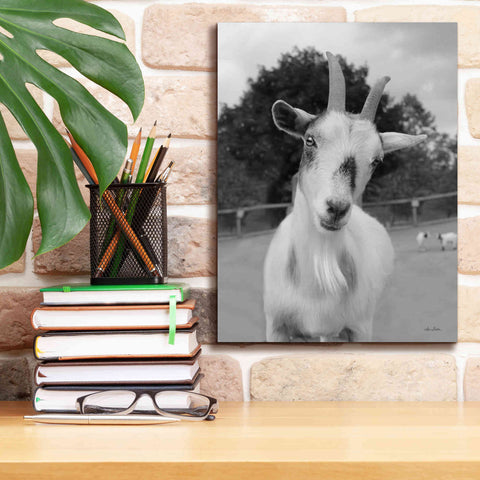Image of 'Lake Tobias Goat II' by Lori Deiter, Canvas Wall Art,12 x 16