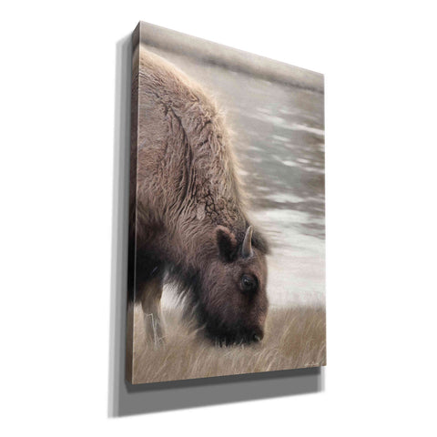 Image of 'Yellowstone Buffalo' by Lori Deiter, Canvas Wall Art