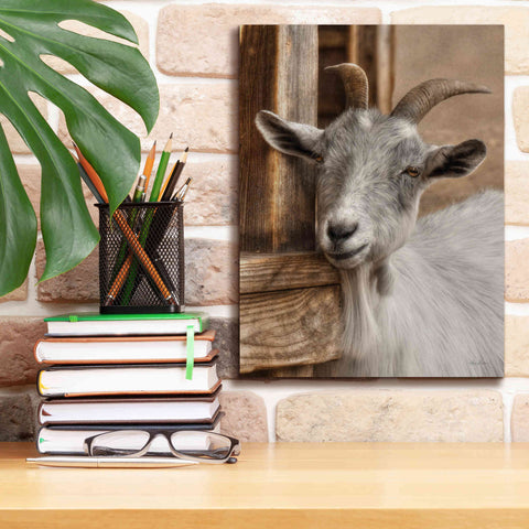 Image of 'Gray Goat' by Lori Deiter, Canvas Wall Art,12 x 16