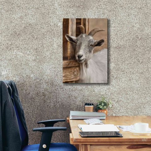 Image of 'Gray Goat' by Lori Deiter, Canvas Wall Art,18 x 26