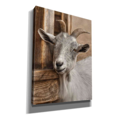 Image of 'Gray Goat' by Lori Deiter, Canvas Wall Art