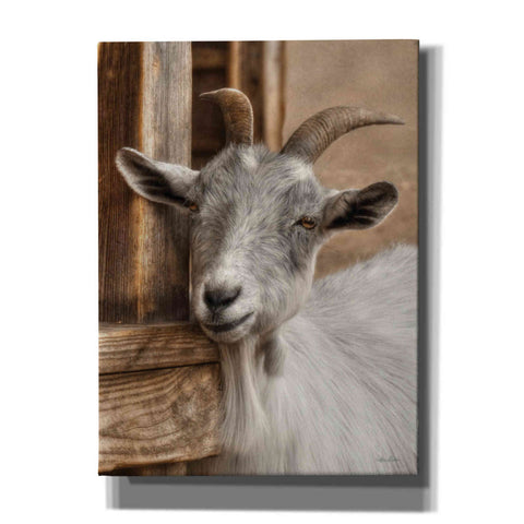 Image of 'Gray Goat' by Lori Deiter, Canvas Wall Art