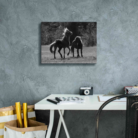 Image of 'Black & White Assateague Horses' by Lori Deiter, Canvas Wall Art,16 x 12