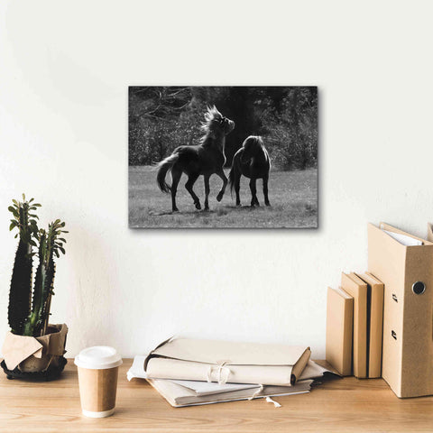 Image of 'Black & White Assateague Horses' by Lori Deiter, Canvas Wall Art,16 x 12