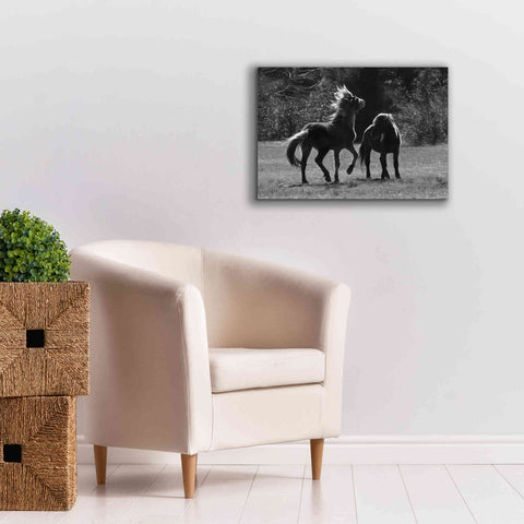 Image of 'Black & White Assateague Horses' by Lori Deiter, Canvas Wall Art,26 x 18