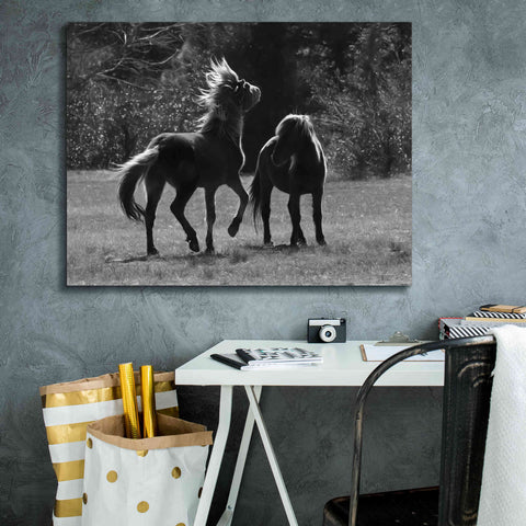 Image of 'Black & White Assateague Horses' by Lori Deiter, Canvas Wall Art,34 x 26