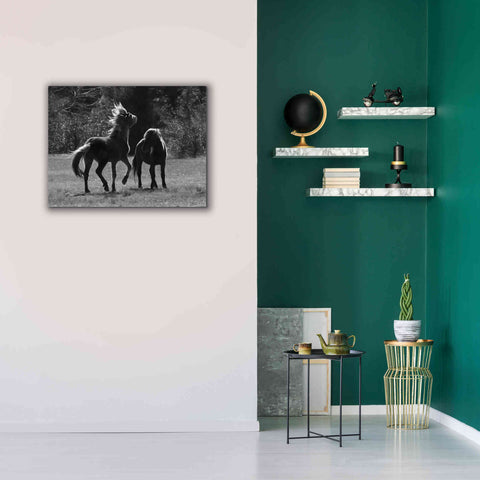 Image of 'Black & White Assateague Horses' by Lori Deiter, Canvas Wall Art,34 x 26