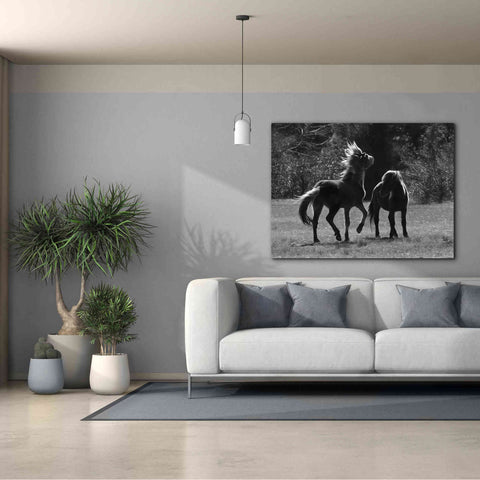 Image of 'Black & White Assateague Horses' by Lori Deiter, Canvas Wall Art,54 x 40