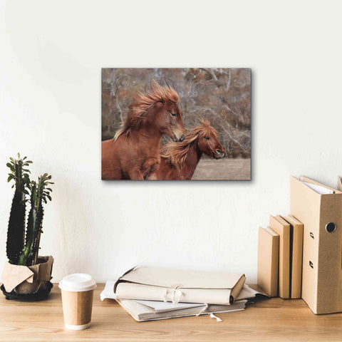 Image of 'Assateague Horses II' by Lori Deiter, Canvas Wall Art,16 x 12