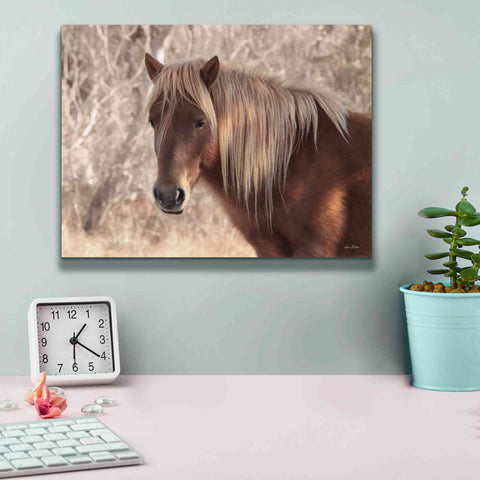 Image of 'Assateague Horse Portrait' by Lori Deiter, Canvas Wall Art,16 x 12