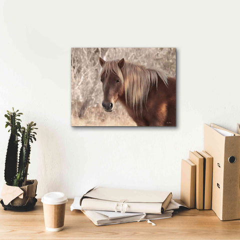 Image of 'Assateague Horse Portrait' by Lori Deiter, Canvas Wall Art,16 x 12