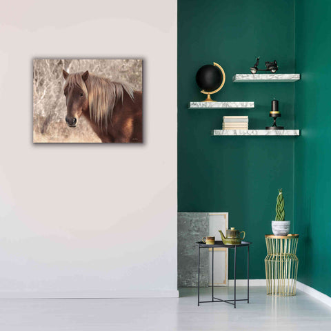 Image of 'Assateague Horse Portrait' by Lori Deiter, Canvas Wall Art,34 x 26