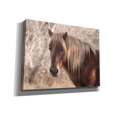 Image of 'Assateague Horse Portrait' by Lori Deiter, Canvas Wall Art