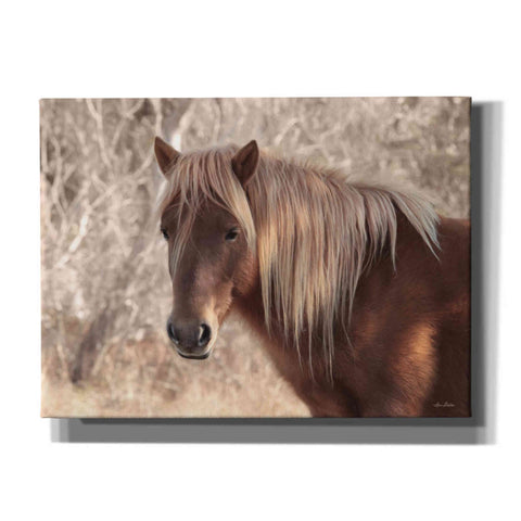 Image of 'Assateague Horse Portrait' by Lori Deiter, Canvas Wall Art