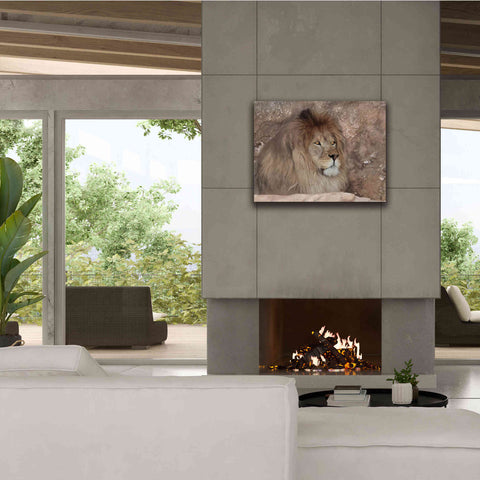 Image of 'Leo the Lion' by Lori Deiter, Canvas Wall Art,34 x 26