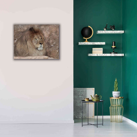 Image of 'Leo the Lion' by Lori Deiter, Canvas Wall Art,34 x 26