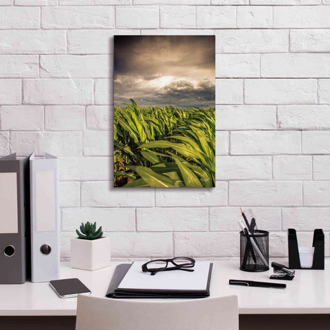 Image of 'Field of Corn' by Donnie Quillen Canvas Wall Art,12 x 18