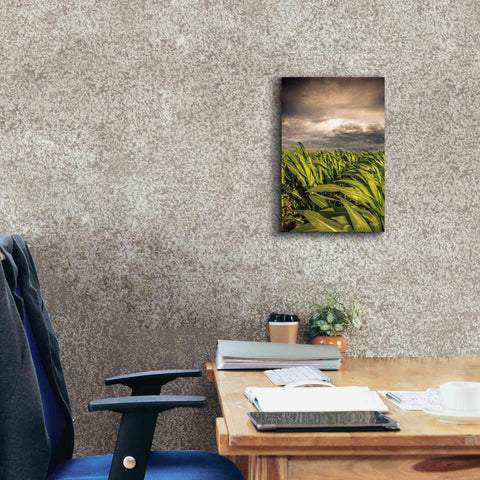 Image of 'Field of Corn' by Donnie Quillen Canvas Wall Art,12 x 18