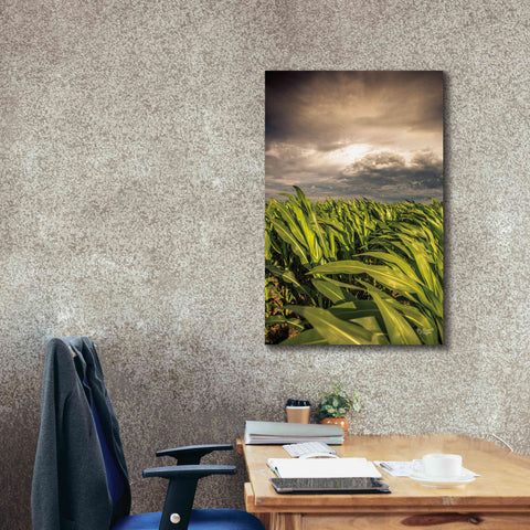 Image of 'Field of Corn' by Donnie Quillen Canvas Wall Art,26 x 40