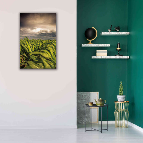 Image of 'Field of Corn' by Donnie Quillen Canvas Wall Art,26 x 40