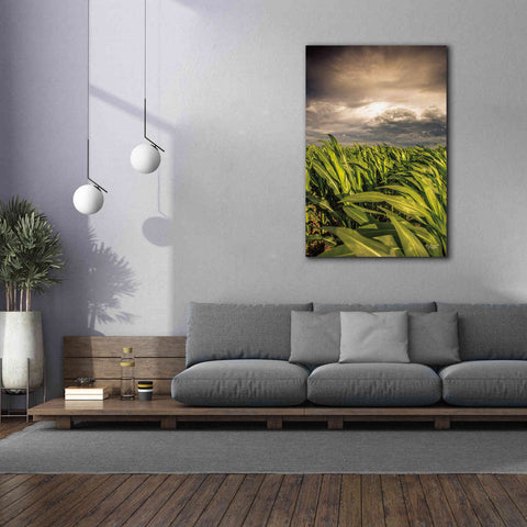 Image of 'Field of Corn' by Donnie Quillen Canvas Wall Art,40 x 60