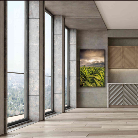 Image of 'Field of Corn' by Donnie Quillen Canvas Wall Art,40 x 60