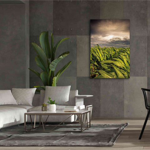 Image of 'Field of Corn' by Donnie Quillen Canvas Wall Art,40 x 60
