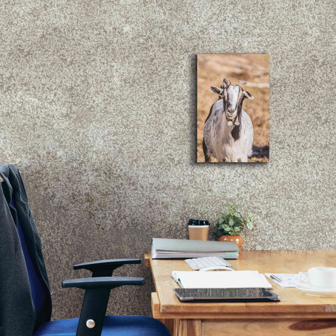 Image of 'Short Beard' by Donnie Quillen Canvas Wall Art,12 x 18