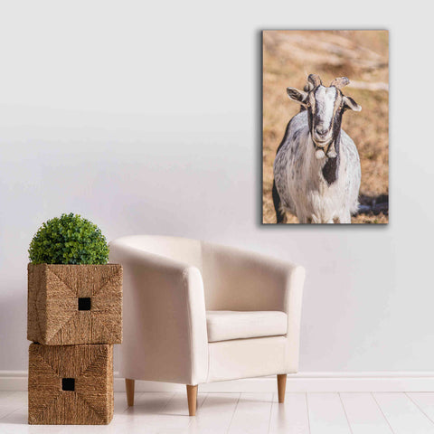 Image of 'Short Beard' by Donnie Quillen Canvas Wall Art,26 x 40