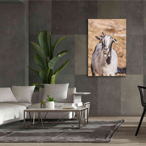 Image of 'Short Beard' by Donnie Quillen Canvas Wall Art,40 x 60