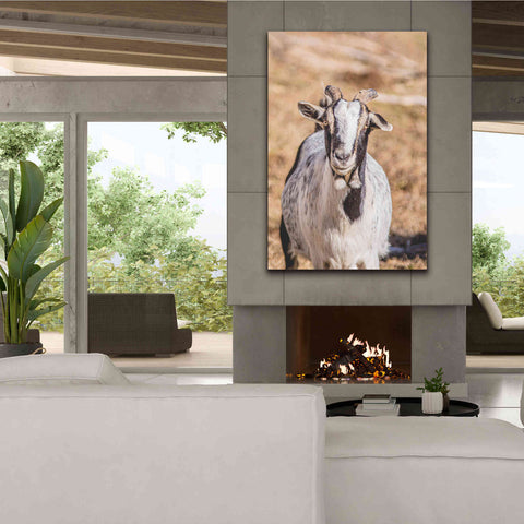 Image of 'Short Beard' by Donnie Quillen Canvas Wall Art,40 x 60