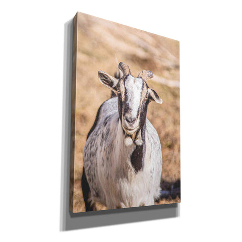 Image of 'Short Beard' by Donnie Quillen Canvas Wall Art